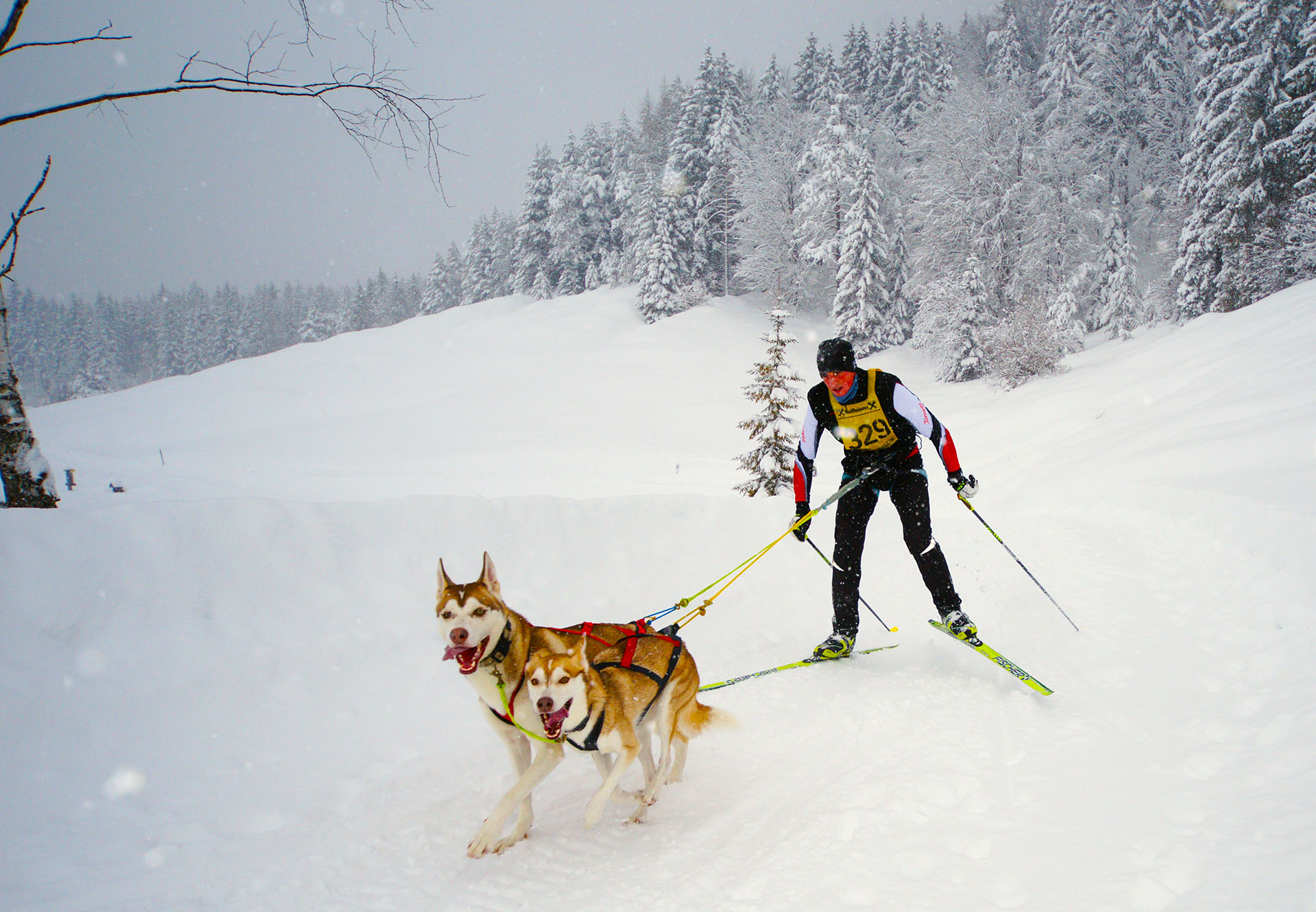 Hond wintersport 1920_1331