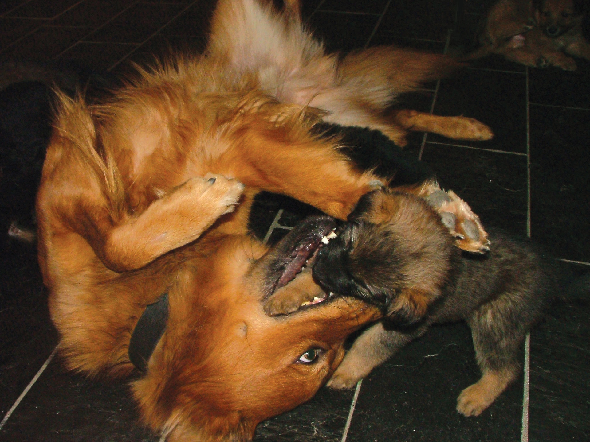 Bewegingsrichtlijn voor pups 6_1920x1440